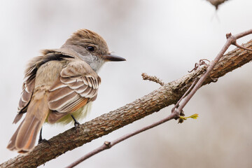 Flycatcher (Myiarchus sp.) in southwest Florida. Possibly a great crested flycatcher, based on the location. However, the Merlin app said it might also be a locally rarer species. Check with an expert