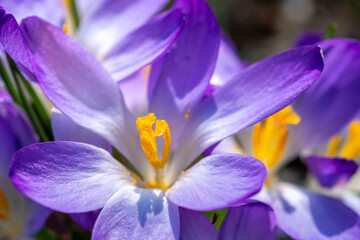 Pistils of a lilac crocus in spring, macro