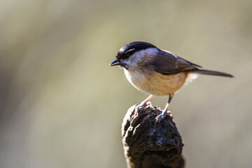 Willow Tit, Poecile montanus, bird in forest at winter sun	