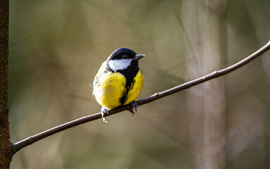 Fototapeta premium Great Tit, Parus major, bird in forest at winter sun