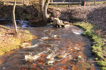 stream in the forest