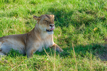 lion safari and road scenery in the Masai mara
