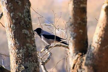 black capped kingfisher