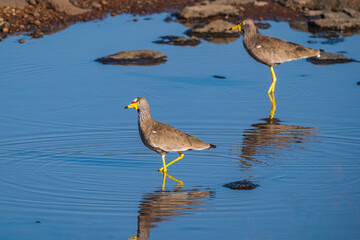 Birds in the Masai mara