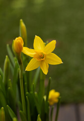yellow narcissus on a green background. A bright flower blooms in the garden. the beginning of spring