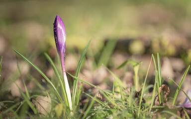 purple crocus flower in a meadow in spring, macro