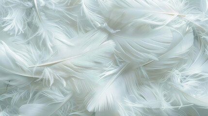 Fototapeta na wymiar white feather background