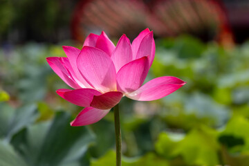 Fototapeta premium lotus flower in the garden