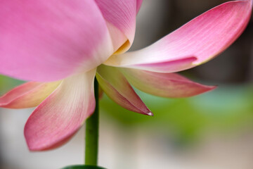 Fototapeta na wymiar close up of pink lotus flower