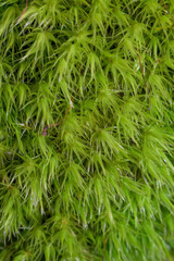 Macro detail of fluorescent green moss on vertical shoots