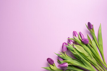 Bouquet of beautiful, fresh, purple tulip flowers.  Spring background.