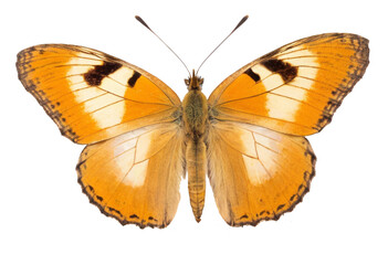 Fototapeta premium butterfly isolated on white, transparent background, PNG AI generated