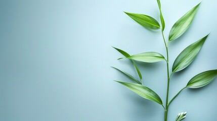 A minimalist background with green plant against a soft blue background with space for text. A modern and clean background for a PowerPoint presentation.