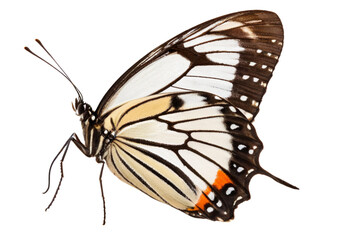 Fototapeta na wymiar butterfly isolated on white, transparent background, PNG AI generated