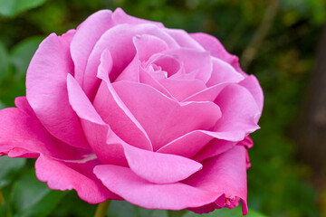 ピンクのバラ