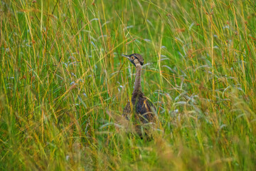 Birds in the Masai mara