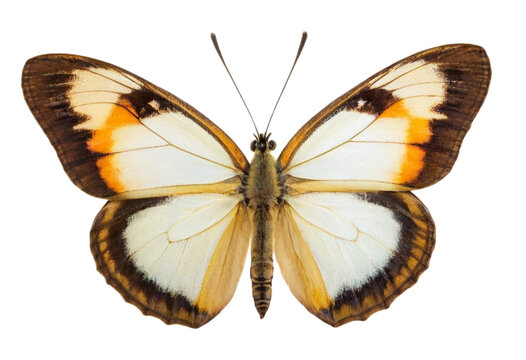 butterfly isolated on white, transparent background, PNG AI generated