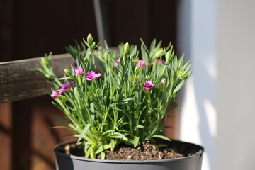 The carnation in the pot is just beginning to bloom. Near a farmhouse in Switzerland.