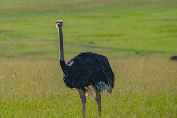 Naklejka premium Ostrich in Masai mara