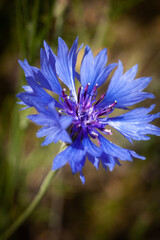 Macro flowers