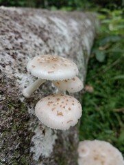 Fungus2