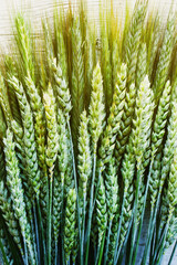 Ears of green wheat and rye close-up, top view. Vintage texture background with wheat