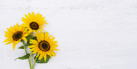  Yellow bright sunflowers on an old painted white wooden background with copy space, flat lay, top view. Floral summer background	