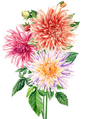 Bouquet of dahlia flowers. Watercolor dahlia flowers, hand drawn floral illustration, botanical isolated illustration