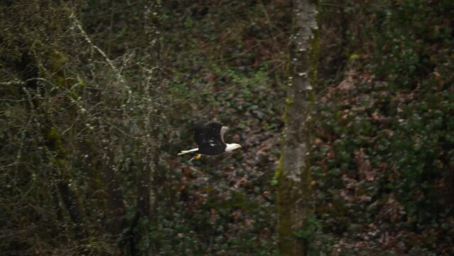Bald eagle flies and lands on tree with a fish in its talons