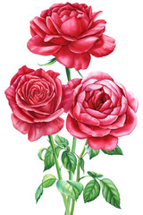 Red rose, bouquet red flower isolated white background, watercolor illustration, botanical painting greeting card design