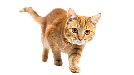 Obraz premium Cat png picture