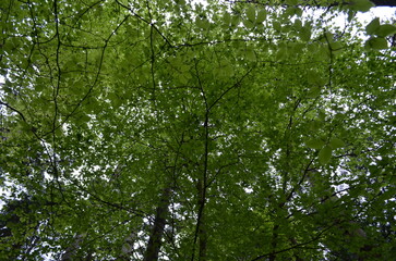 a large tree in a forest
