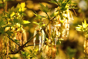 Junge Blätter mit Blüte am Eschenahornbaum