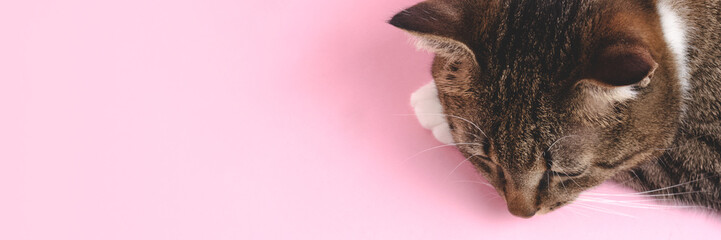 Banner with brown shorthair domestic tabby cat sleeping on a pink background.