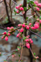 blossom in spring