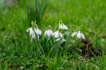 snowdrops in spring