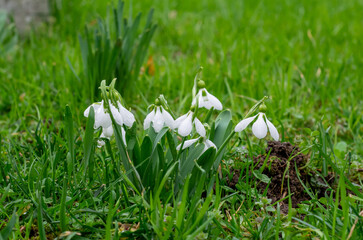 snowdrop in the grass
