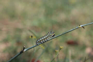 Caterpillar on a plant