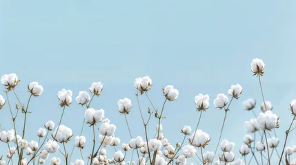  The delicate cotton flowers sway in the wind beneath the blue sky . © Pixel