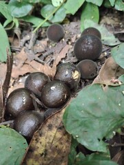 Fungus6