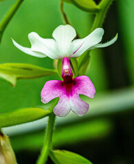 Calanthe vestita. s a species of orchid.
