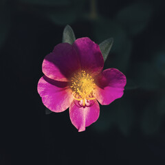 Flor