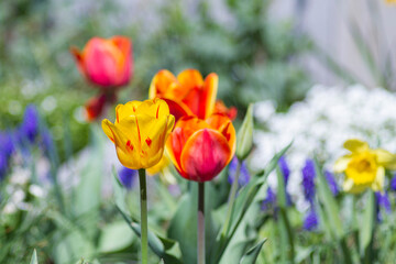 Colorful tulip flowers blooming in the garden, floral background, stock photo, yellow and red tulips, spring flower bed