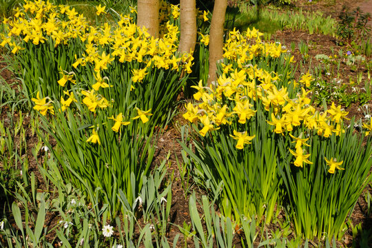 Bl&uuml;hende Osterglocken in einem Park, Narzissen (Narcissus), Nordrhein-Westfalen, Deutschland, Europa