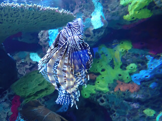 Lion Fish under water