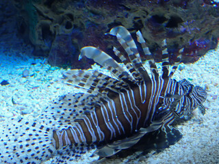 Lion Fish under water