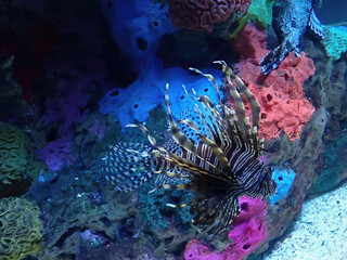 Lion Fish under water