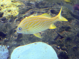 Fish swimming underwater