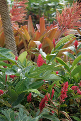 Obraz premium hawaii nature