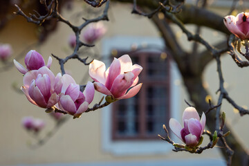 Blossoming magnolia tree in spring time.